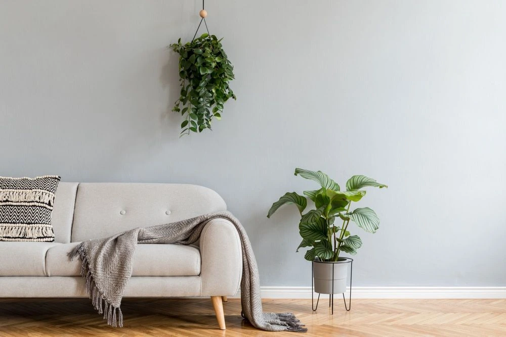 Couch with plants to illustrate comfort during online therapy sessions with zoom therapy